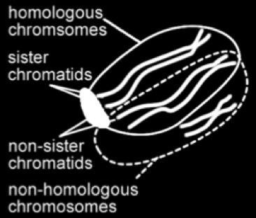 The karyotype above shows two copies of each of the autosomes. A karyotype from a normal female would also show these 22 pairs. There are also the sexchromosomes, X and Y (see below).