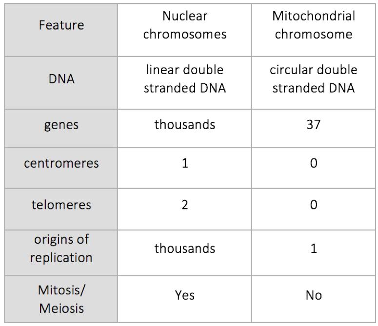 karyote origin. Because there are multiple mtdnas and they are randomly distributed in the matrix both new mitochondria will end up inheriting some mtdnas.