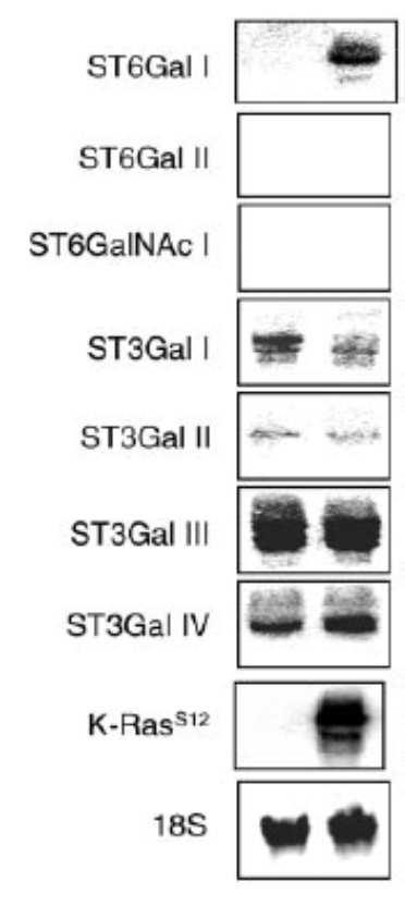 K-ras transfected NIH3T3 cells with probes for different sialyltransferases.