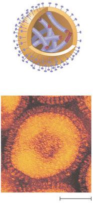 4a, b (a) Tobacco mosaic virus (b) Adenoviruses Figure 18.