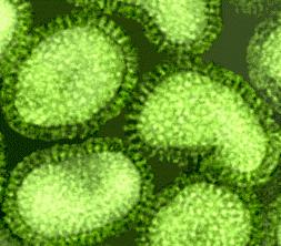 Herpes, chickenpox Yes Smallpox ss no Parvovirus Lysis and release Lytic