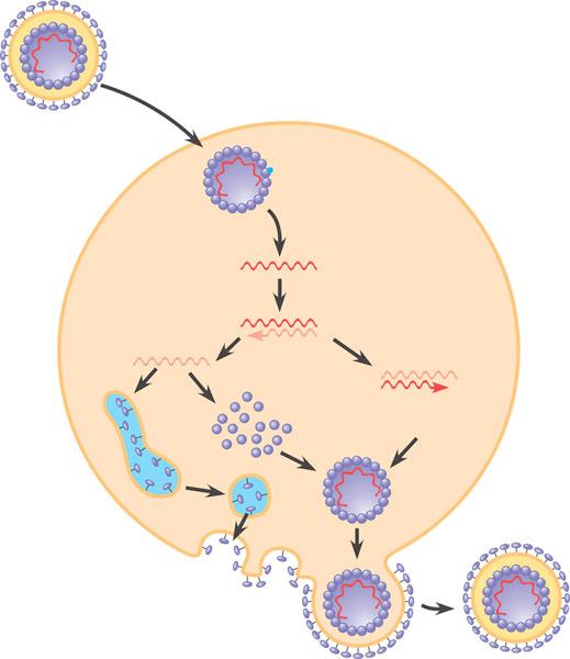 The reproductive cycle of an enveloped virus 1 s on the viral envelope bind to specific receptor molecules (not shown) on the host cell, promoting viral entry into the cell.