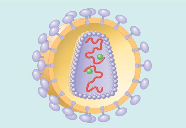 int/hiv/facts/en/ reproduction Membrane of white blood cell 1 Viral enters cell Reverse