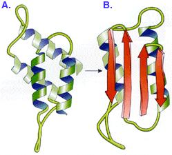 edu/~edudev/labtutorials// Prions are infectious mis-folded proteins Prion Original