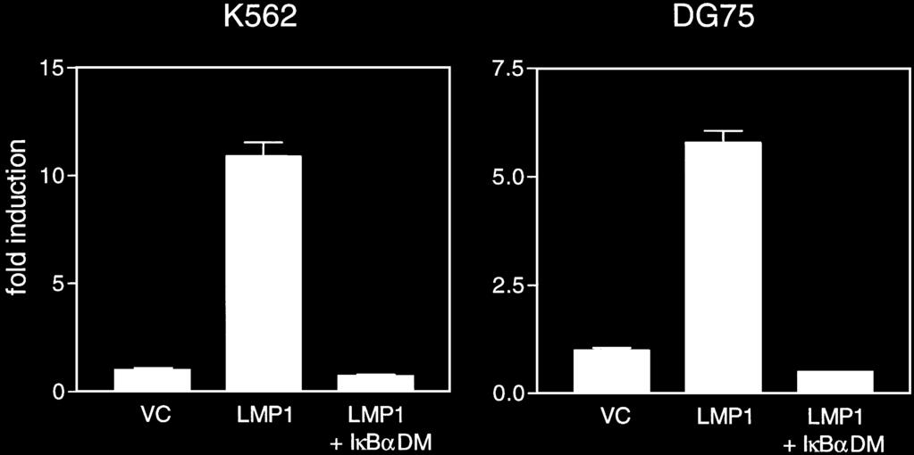 amounts of pefiκbαdm to decrease the NF-κB activity below vector control levels (0 5 µg in K562 and 2 µg in DG75). The amounts of transfected promoter-carrying plasmids were equalized using pefc-x.