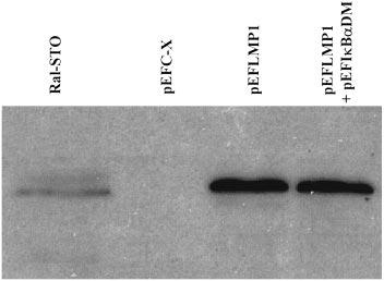Expression of IκBαDM inhibits the LMP1-induced NF-κB activity from IgκB sites (Fig. 2a) and κb1 sites (Fig. 2b).