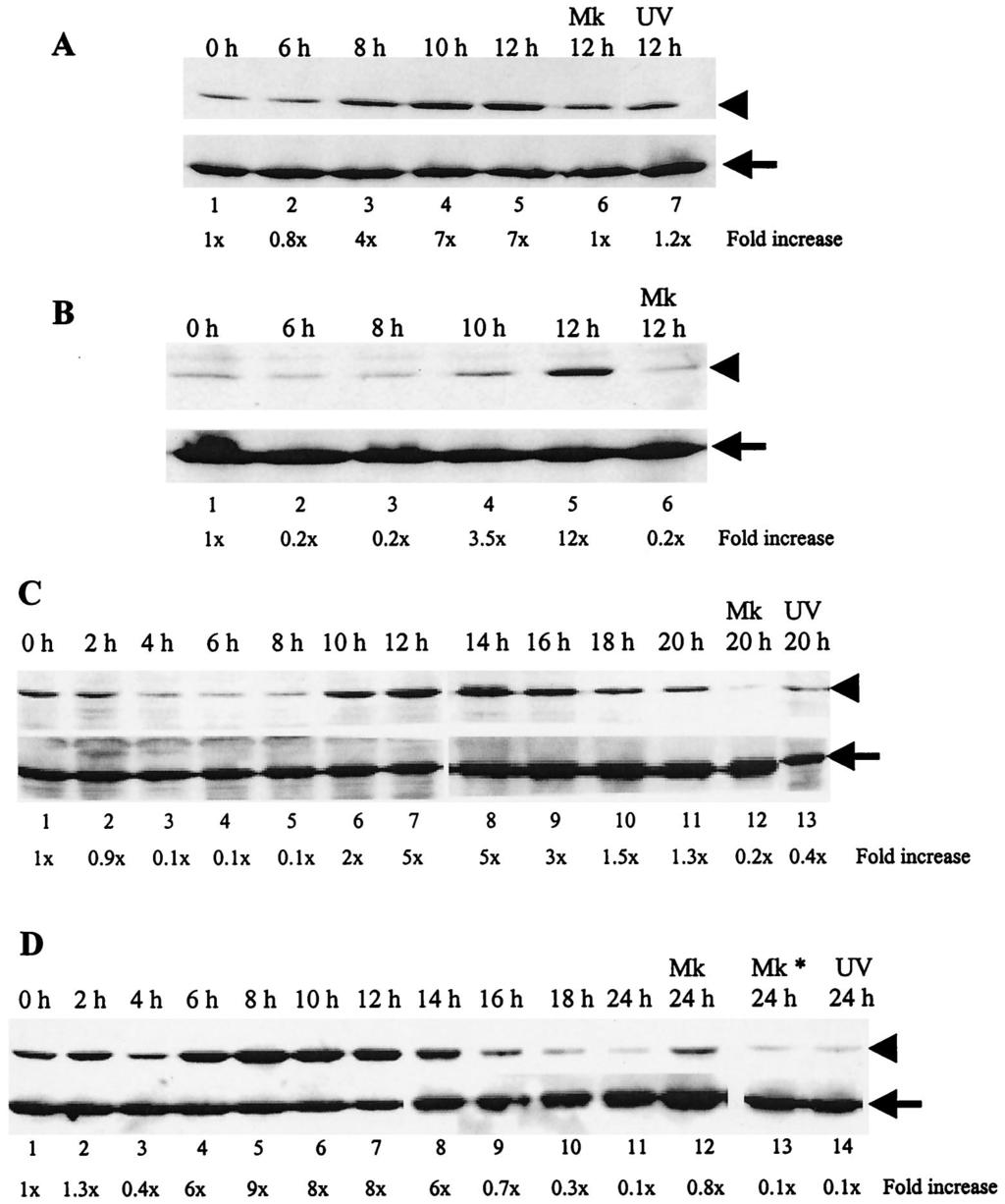 VOL. 76, 2002 MHV-INDUCED p38 MAPK ACTIVATION 5939 FIG. 1. Phosphorylation of p38 MAPK in MHV-infected 17Cl-1 (A), L929 (B), DBT (C), and J774.1 (D) cells.