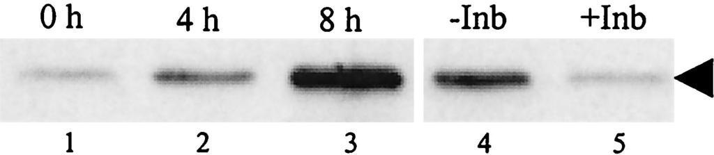 panel (arrowheads), and a phosphorylation state-independent antibody that detects total JNK, shown in the lower panel (arrows).