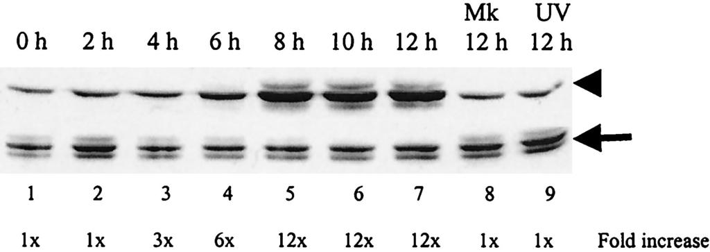 VOL. 76, 2002 MHV-INDUCED p38 MAPK ACTIVATION 5941 FIG. 4. MKK3 phosphorylation in MHV-infected cells. J774.
