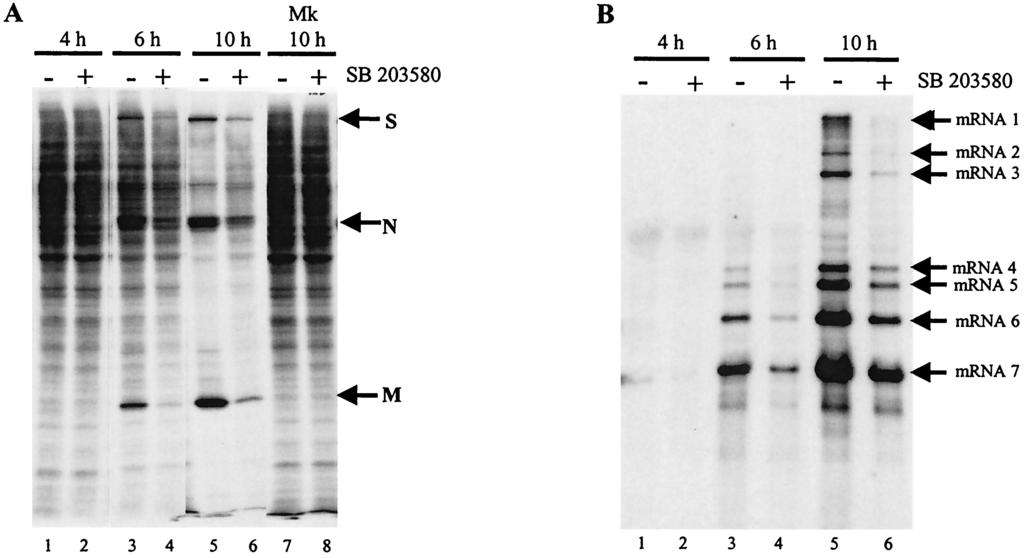 5944 BANERJEE ET AL. J. VIROL. FIG. 9. Effect of p38 MAPK activity inhibition on translation (A) and virus-specific mrna transcription (B). (A) J774.