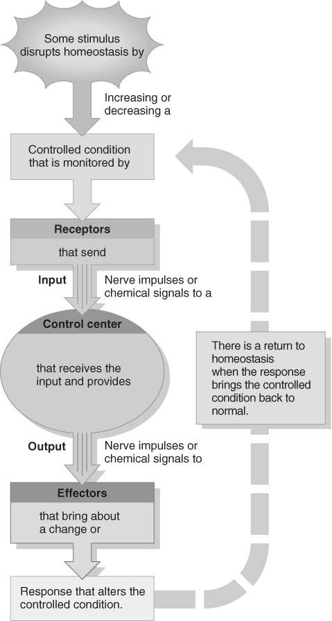 Components of Feedback Loop Receptor monitors a controlled condition receives the stimulus Control center processes the signal and sends instructions Effector