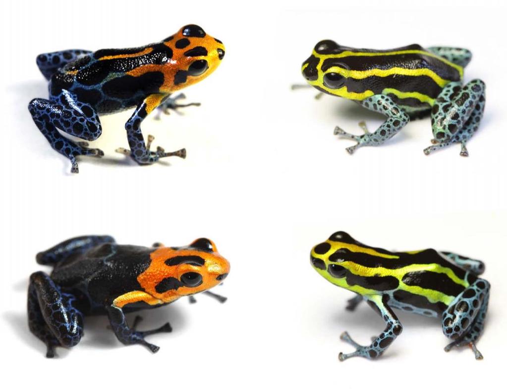 Speciation: lethal frog mimicry and courtship James Mallet* Ranitomeya poison frogs in the Peruvian Amazon mimic one another, a rare example of Müllerian mimicry in vertebrates.