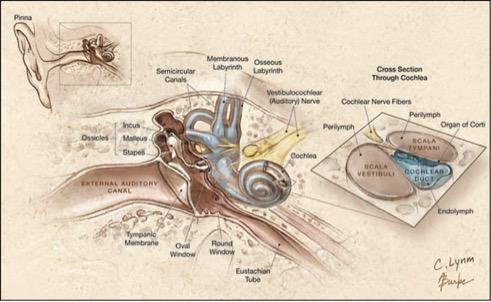 Figure 1. Anatomy of Ear The three main structures of the ear include: the external ear, the middle ear, and the inner ear.