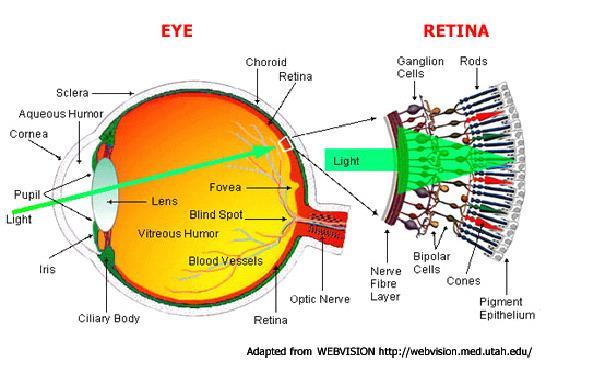 On the back of the retina are rods and