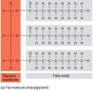 Fats Used for long-term energy storage Also termed triglycerides or