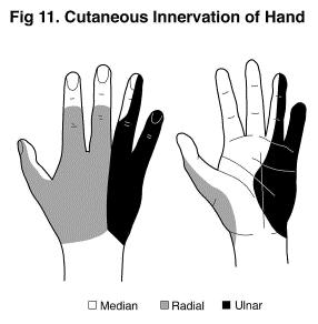 Median nerve: 1. The key landmark is the palmaris longus tendon which is located at the centre of the palmar aspect of the wrist.