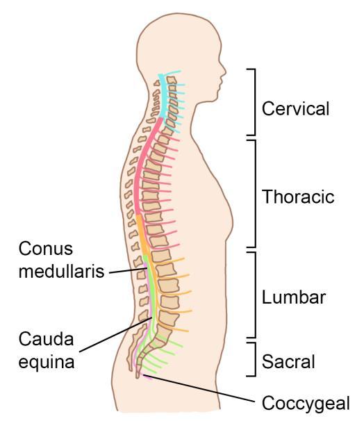 The spine has a hollow canal in its centre that runs the length of the spine from the base of the skull down to the sacrum called the spinal canal. The spinal canal contains the spinal cord.