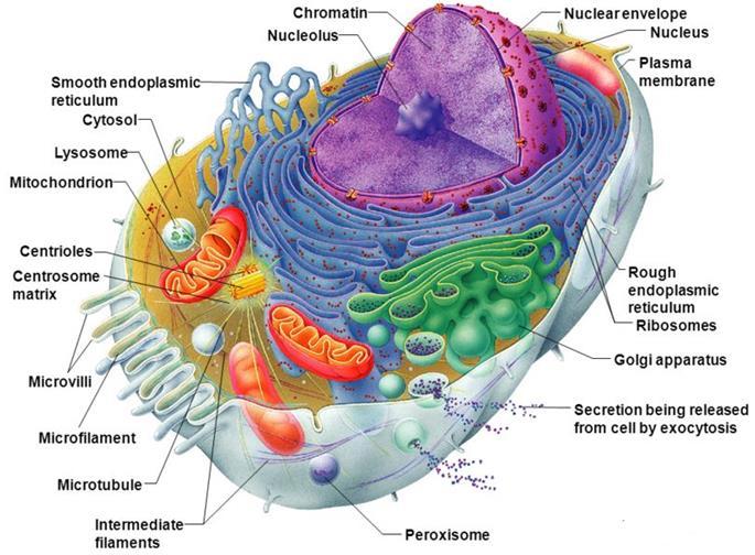 Cells Cells are the structural units of all living organisms ranging from unicellular to multicellular organisms.