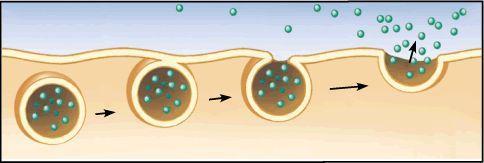 3. Vesicular Transport transport of large particles/fluids across membrane in vesicles (membranous sacs); requires ATP Exocytosis transport out of the cell;