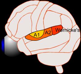 Beyond the Primary Auditory Cortex Sounds are processed first by the primary auditory cortex (A1) (Figure 9.13). They are further processed by higher order areas (A2).