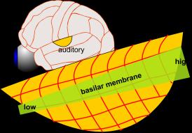 Auditory information is then sent 1) to the inferior colliculus which codes the location of a sound. Here a topographic neuronal map codes sound location with respect to the head.