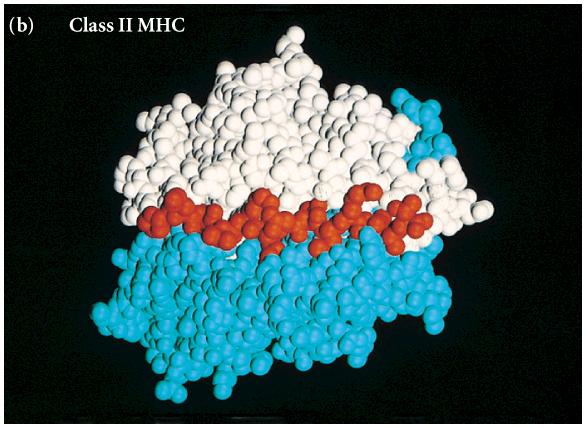 MHC-II Molecule - α1 and β1 domains form the peptide-binding cleft -