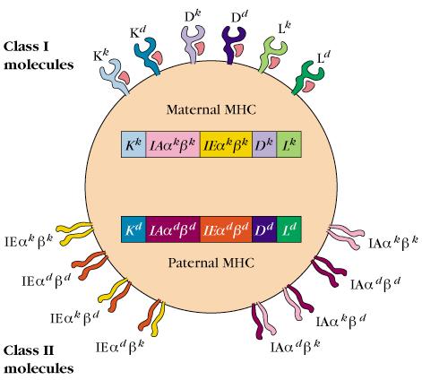 - 6 MHC-I molecules: K k K b, D k D b, L k L b - 8 MHC-II molecules: IAα k β k, IAα b β b, IAα k β b, IAα b β k, IEα k β k, IEα b β b, IEα k β b, IEα b β k, Kuby Figure 7-16 Regulation of MHC