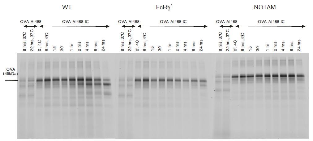 Degradation assay To see whether OVA-IC is degraded after uptake in DC, which is necessary for antigen presentation, a degradation assay has been performed.