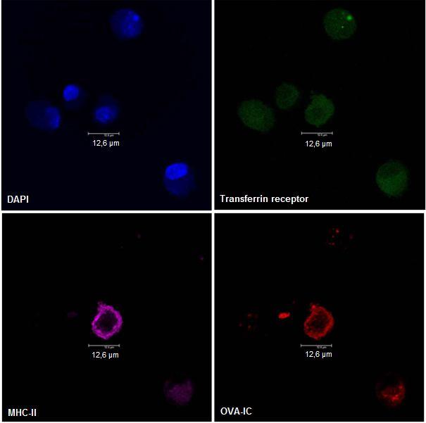 Figure 19. Confocal microscopy results with Transferrin receptor. Four different staining of DCs of WT mice: DAPI, Transferrin receptor, MHC-II and OVA-IC.