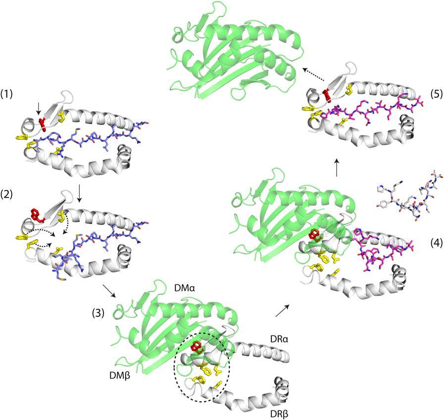 Interaction HLA-DR1 HLA-DM First glance CLIP Trp43 Antigen peptide DM Pos W, Sethi DK, et al.