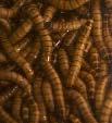 Saltatoria: Gryllidae Beetle