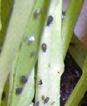 beetle (Poecilus cupreus)