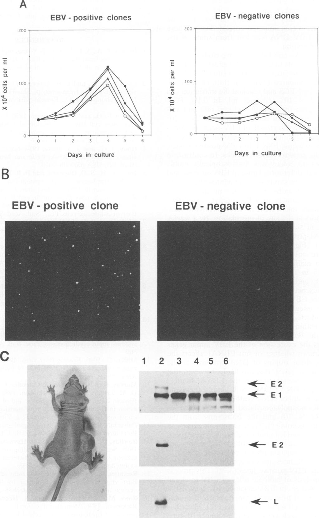 VOL. 68, 1994 NOTES 6071 A EBV - positive clones EBV - negative clones c) c) ci st la x) C) x j ----7,.