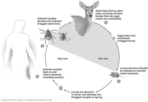 Lyme Disease Life Cycle [INSERT FIGURE 21.