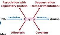 the cell or by changes in the catalytic activity of each enzyme molecule already present.