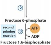 mediated by glucokinase regulatory protein F6P stabilizes the interaction - glucose destabilizes it!