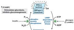 Hormonal Regulation F2,6BP PFK-2 and FBPase-2 are two distinct enzymatic activities of a single, bifunctional protein (one polypeptide chain, two activities!