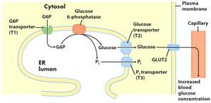 Chapter 15 23 Glycogen Metabolism - Breakdown Debranching Enzyme When an α (1 6) linkage is met, the phosphorylase cannot proceed A bifunctional debranching enzyme first transfers a block of 3