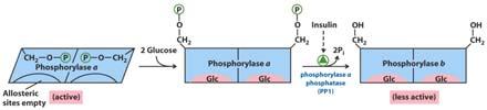 Metabolism - Regulation Glycogen Phosphorylase Stimulated by glucagon or epinephrine (via a camp cascade) Phosphorylation