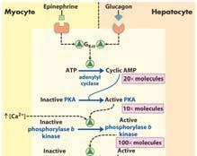 phosphoprotein phosphatase (PP1) Chapter 15 30 The Role of Epinephrine and Glucagon in Glucose Liberation In the liver,