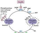 Glycogen Metabolism - Regulation Glycogen Synthase