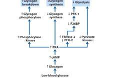 Metabolism - Regulation Effect of Insulin Are these