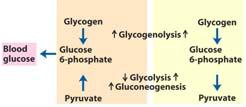 Chapter 15 35 Glycogen Metabolism - Regulation Effect