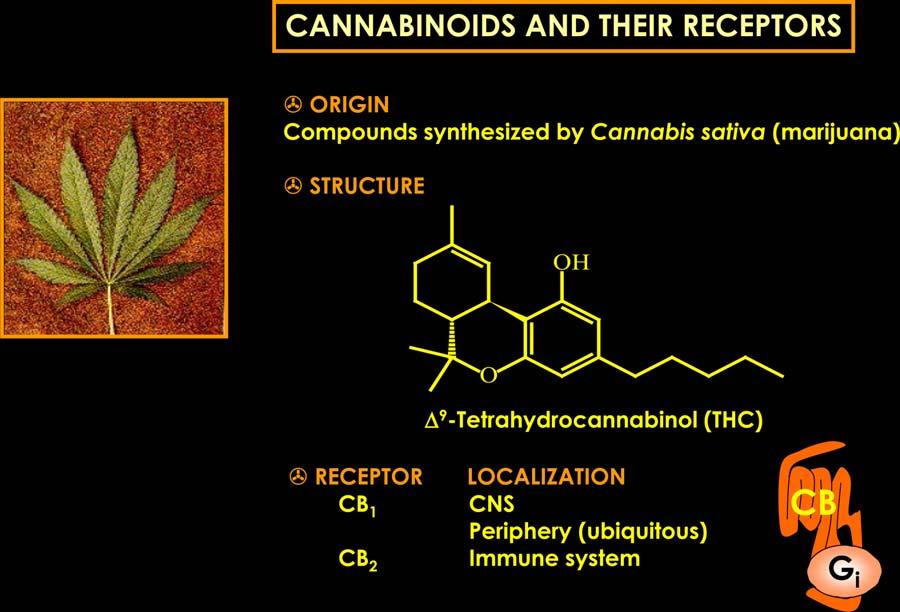 Figure 1 Cannabinoids are a group of 21 carbon terpenophenolic compounds produced by Cannabis species.