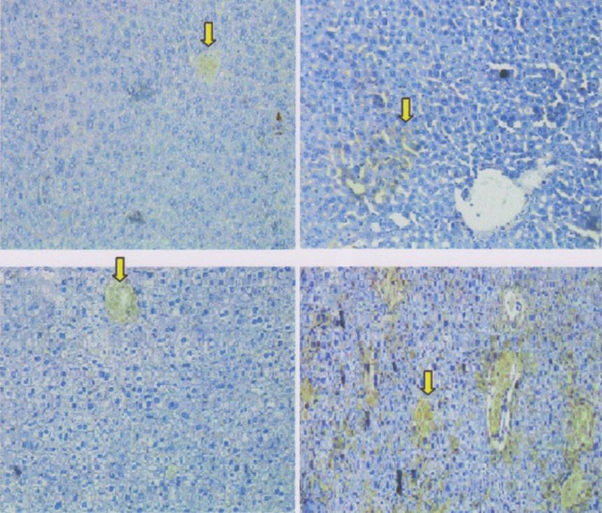 Aville t www.veterinryworl.org/vol.10/june-2017/22.pf Figure-3: Vsulr enothelil growth ftor-1 (VEGF-1) expression in mie liver tissue using immunohistohemilly tehnique on severl tretments.