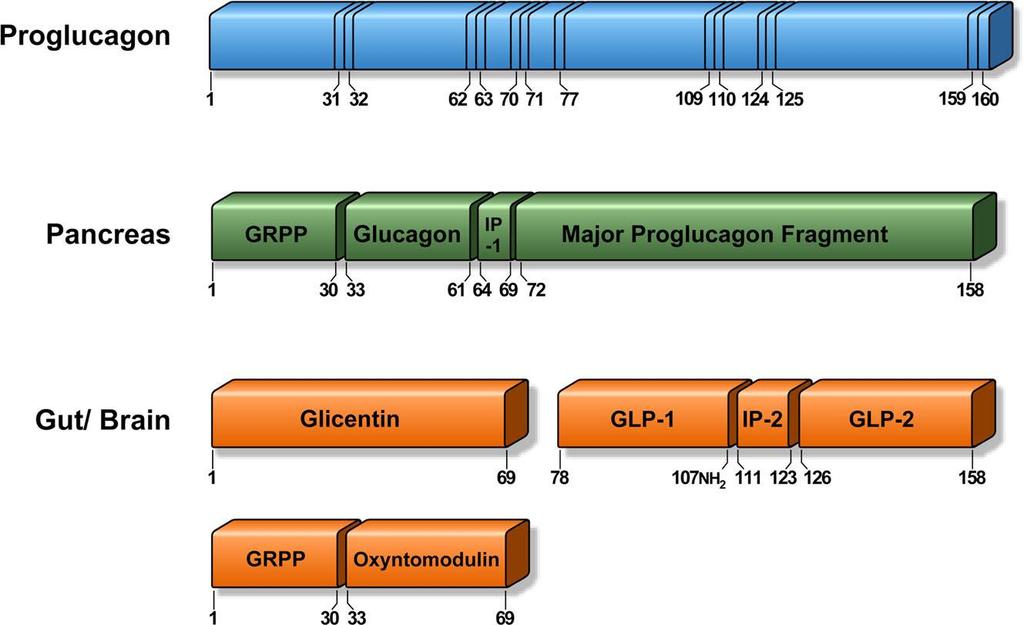 Figure 1-3. GLP-1 is a cleavage product of proglucagon (Holst, 2007).