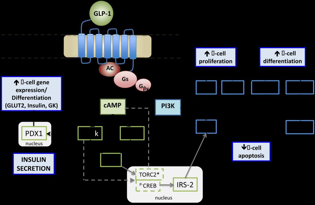 Figure 1-5. GLP-1 signalling via G-protein coupled receptor activation in pancreatic -cells.