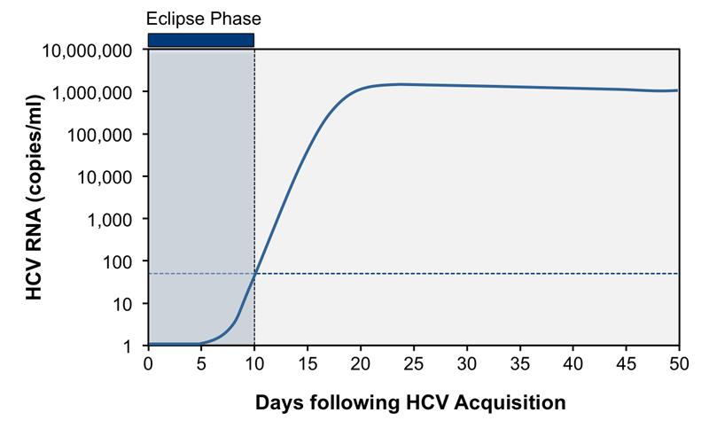 Figure 4 Acute Hepatitis C Infection: Eclipse Phase.