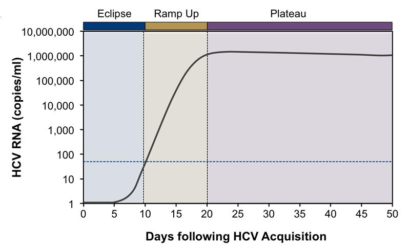 Figure 5 Acute Hepatitis C Infection: Viral Dynamics This graph illustrates early phases of