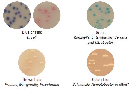 group green/brownish-green/blue; PMP (Proteus/Morganella/Providencia [23]. Fig. 2: Interpretation of the colour of each type of colony isolated on a Brilliance agar according to Oxoid [24].